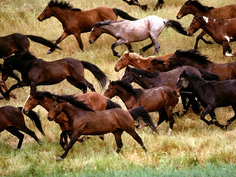 Mustang