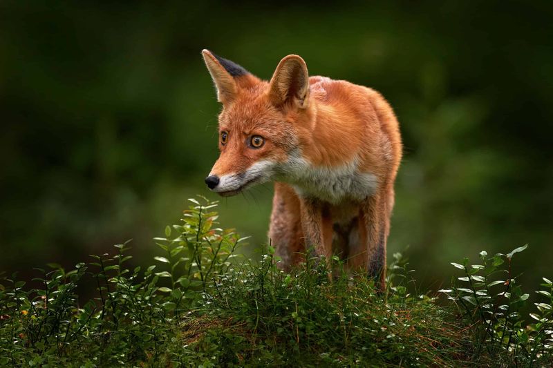 Red Fox (Vulpes vulpes)