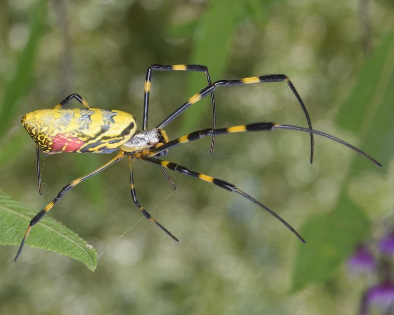 Joro Spider: The Parachuting Arachnid