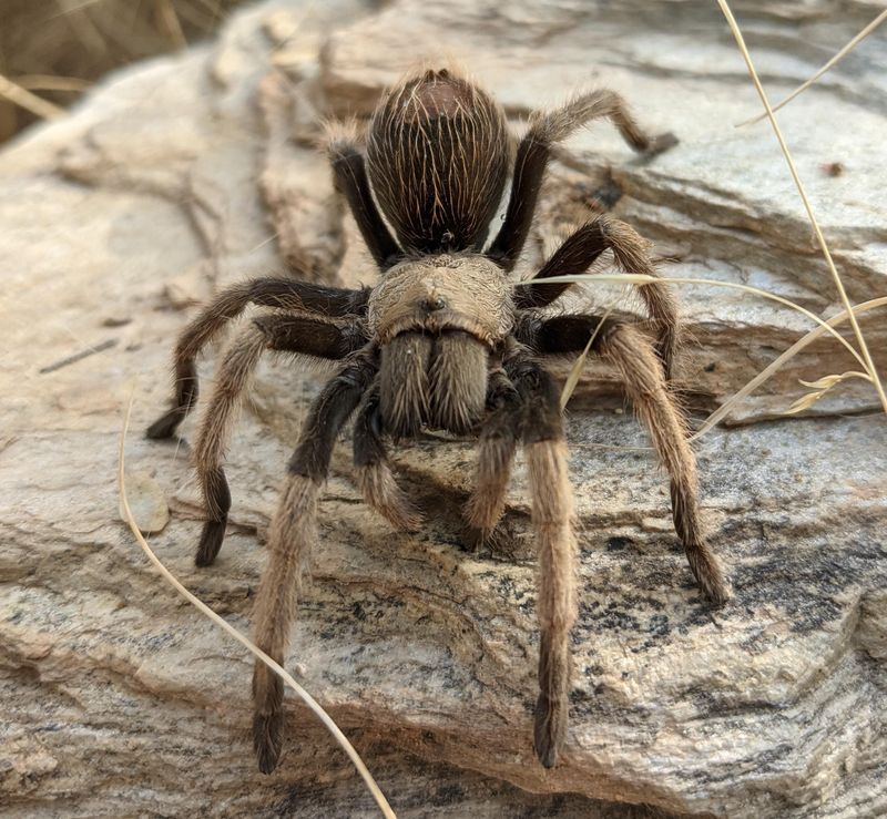 Tarantulas