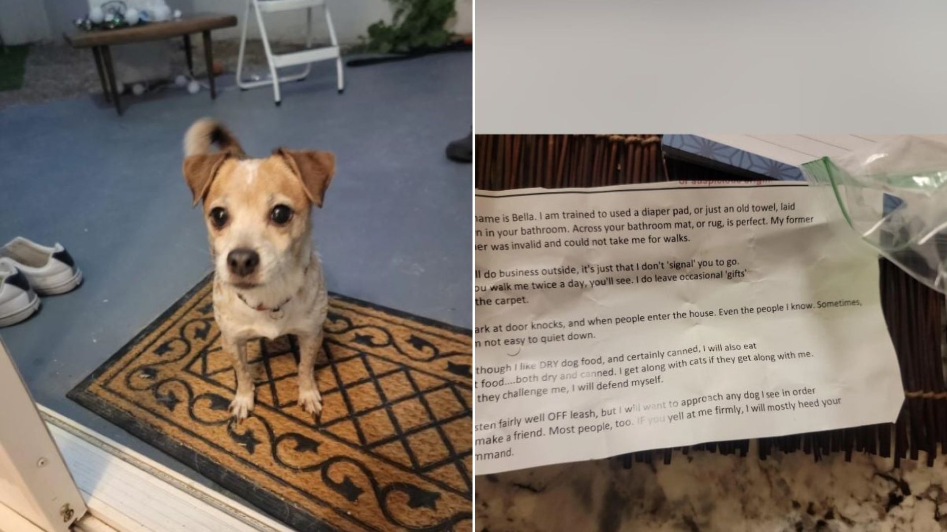 Arizona Couple Finds Frightened Pup Near Pool With A Gut-Wrenching Note