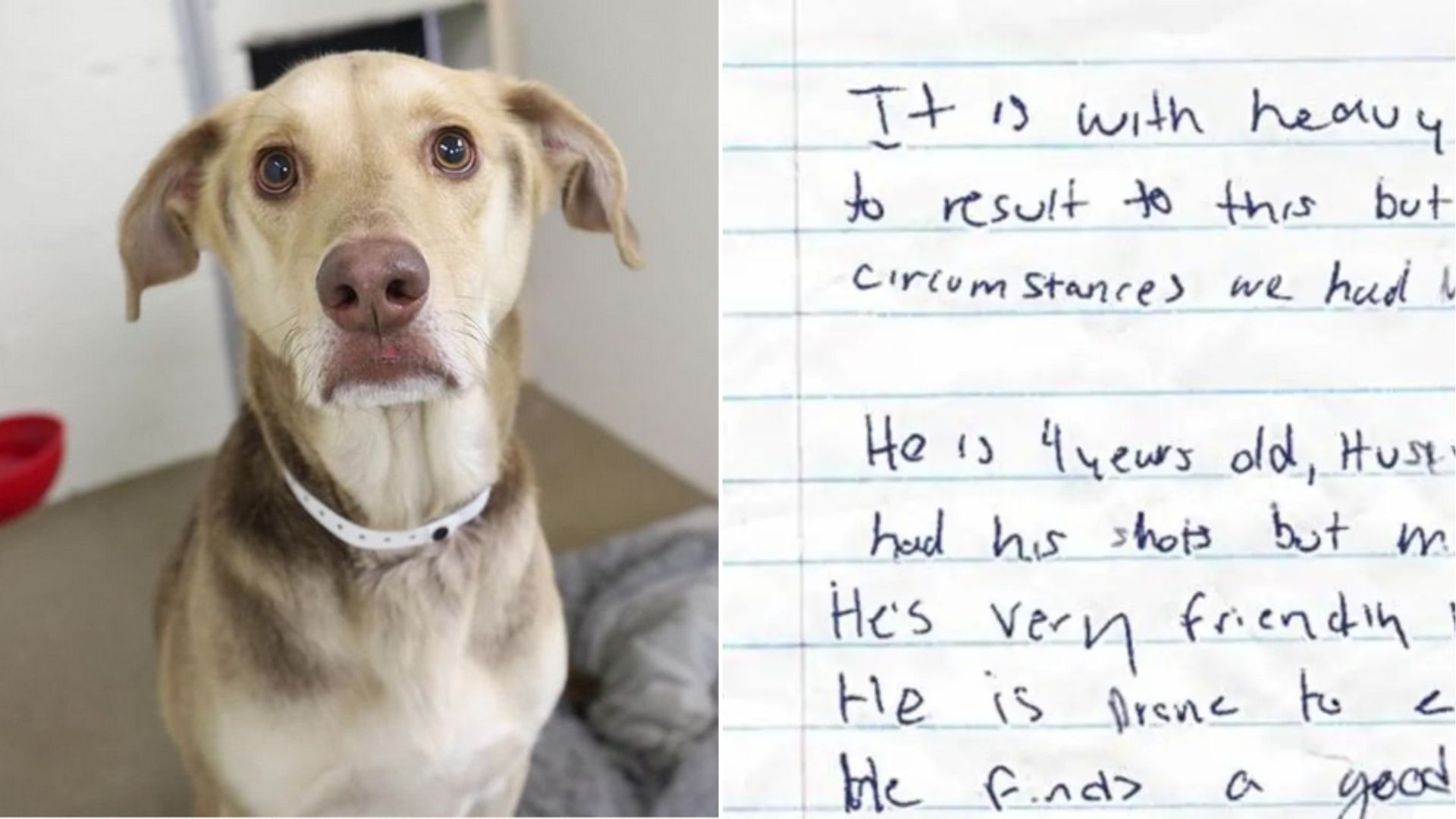 abandoned dog