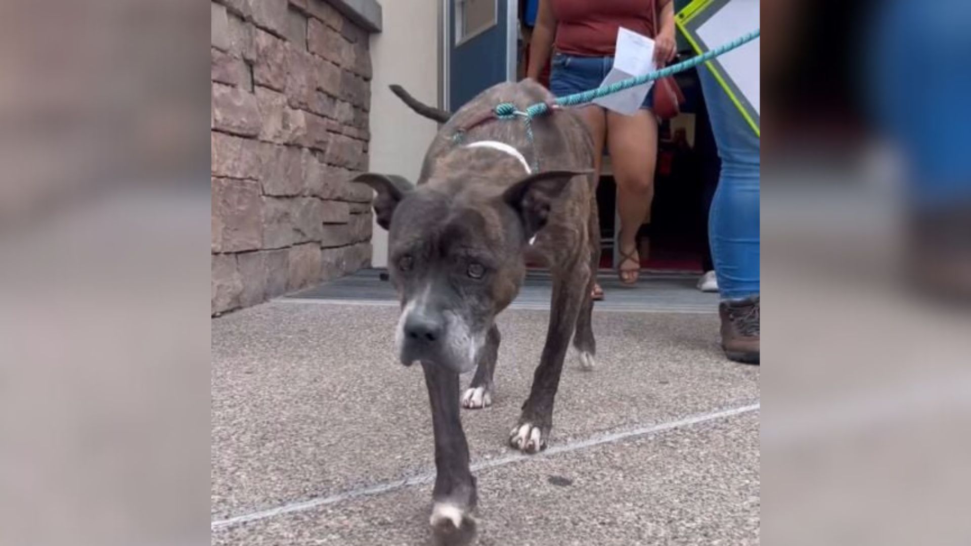shelter dog