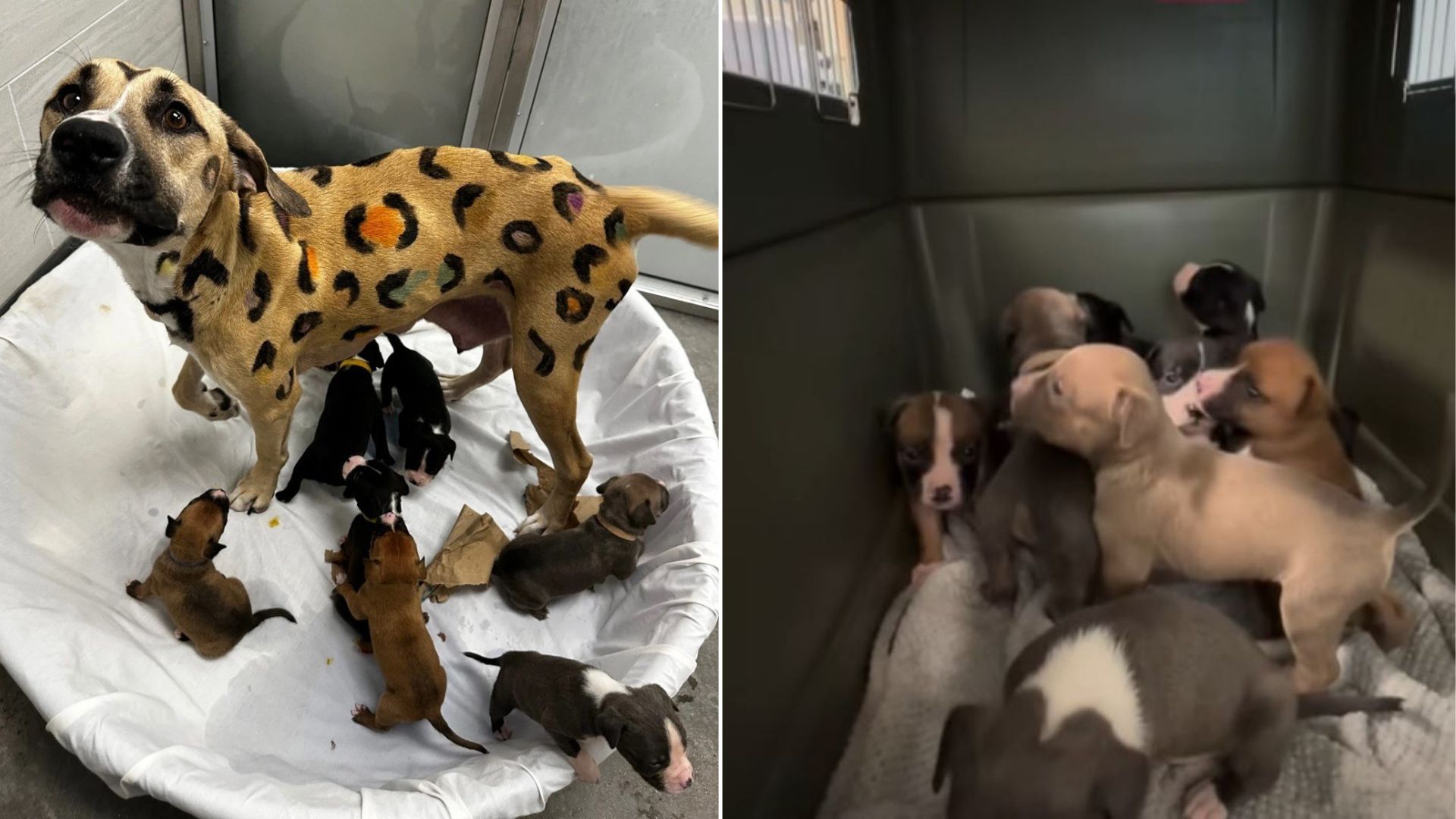 mama dog and puppies