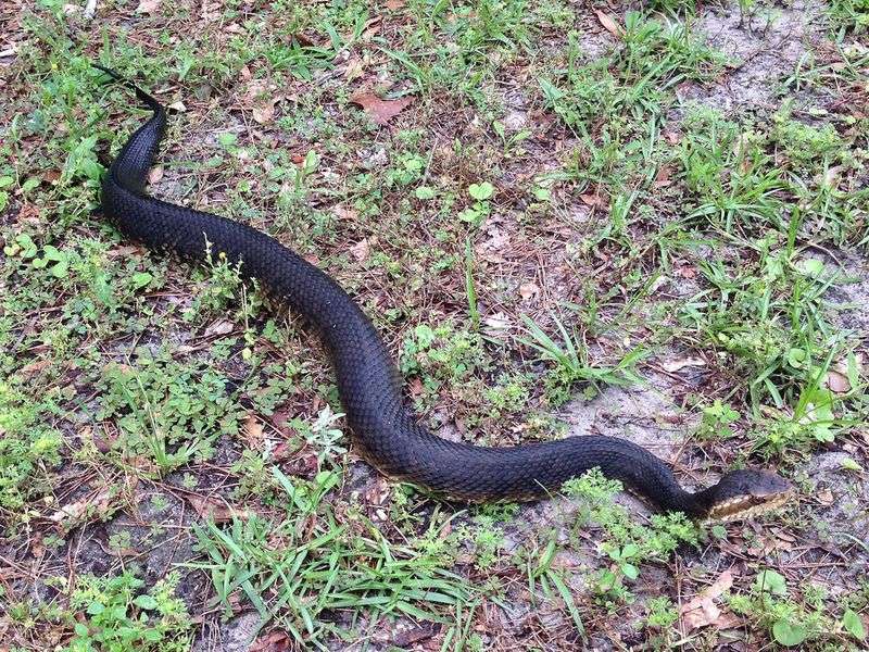 Venomous Swimmers in the Kissimmee River