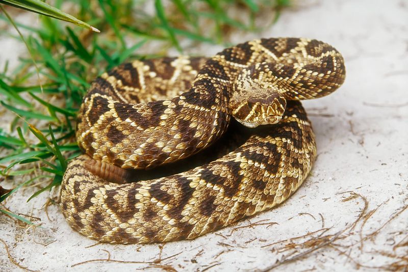 Master The Wildlife Identification Game