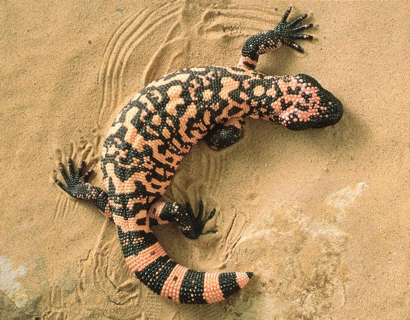 A Desert Survival Expert With a Super Slow Metabolism