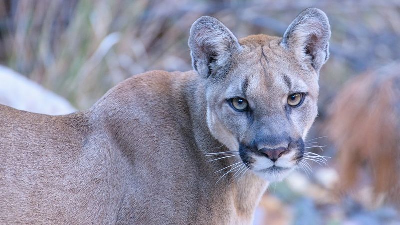Silent Stalker: The Mountain Lion (Cougar)