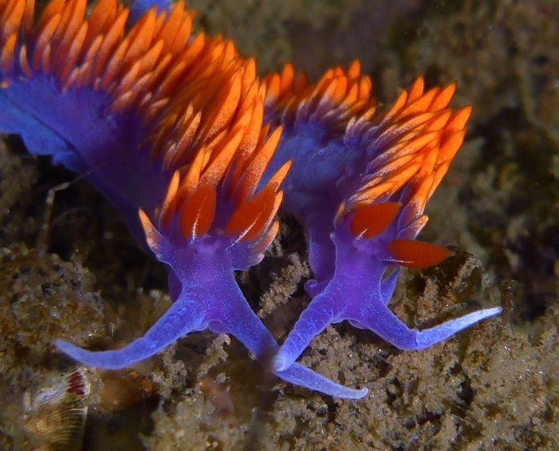 Psychedelic Sea Slugs: Nudibranchs