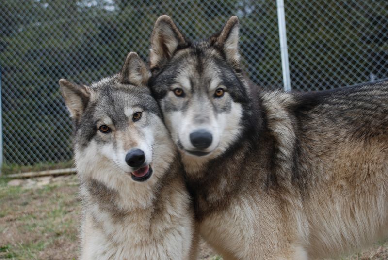 Wolfdog: Call of the Wild in Your Backyard