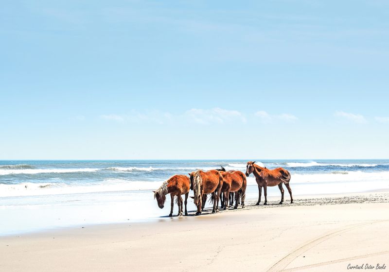 Outer Banks (Corolla), North Carolina