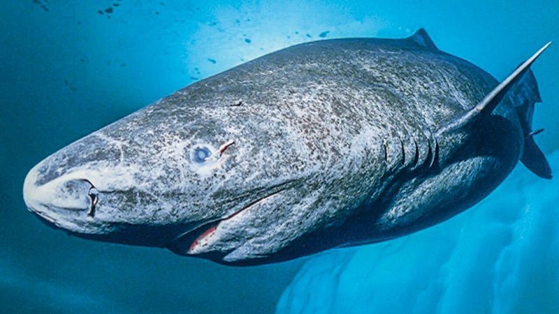 Greenland Shark: The Arctic's Slow-Motion Giant