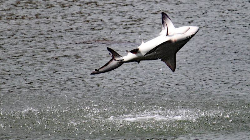 Spinner Shark: The Twirling Torpedo