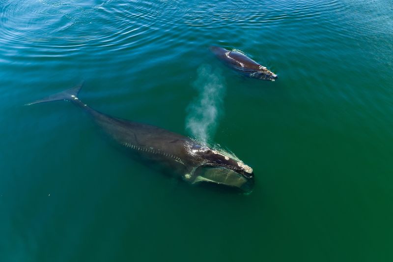 North Atlantic Right Whale: Giants On The Brink