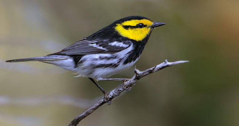 Golden-Cheeked Warbler: Hill Country's Singing Gem