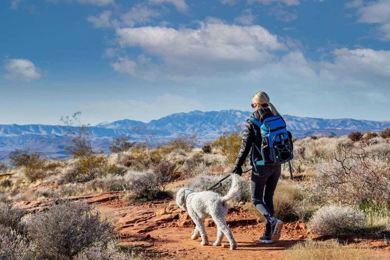 Scottsdale, Arizona: Desert Dog Paradise