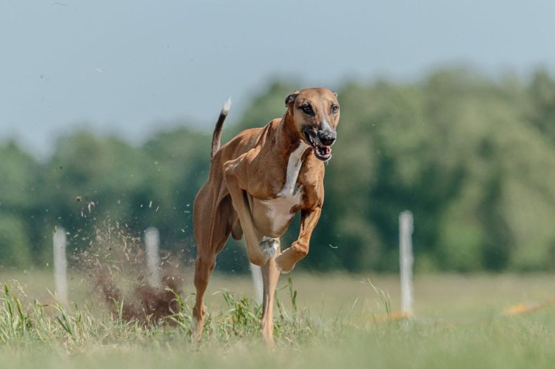 Greyhound: Surprising Desert Sprinter