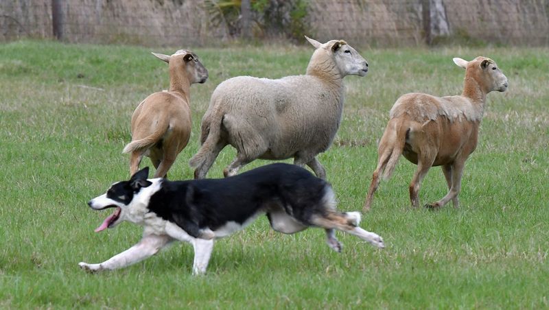 Border Collie: The Einstein in Fur