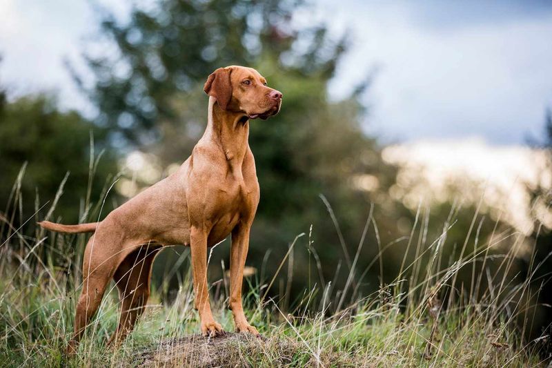 Vizsla: The Rust-Colored Velcro Companion