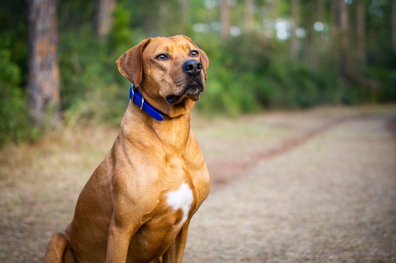 Rhodesian Ridgeback: Safari-Ready Sunshine Dogs