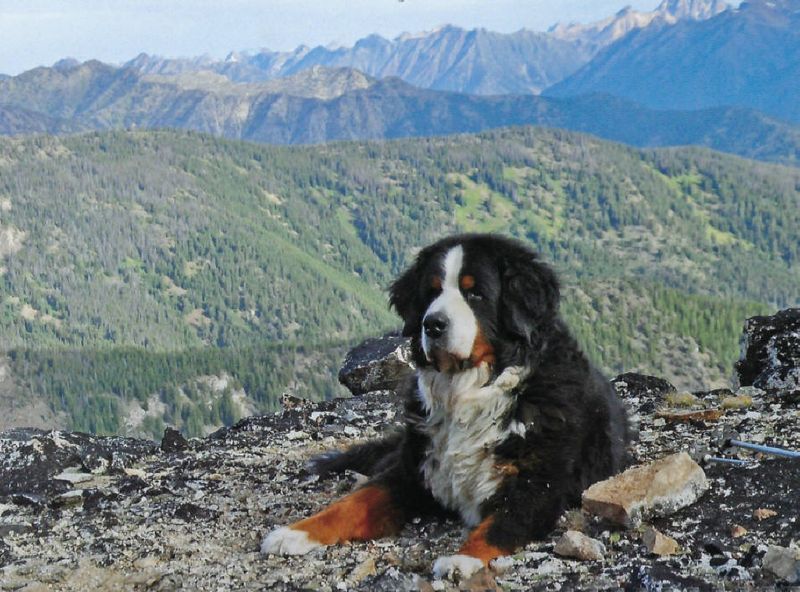 Bernese Mountain Dog