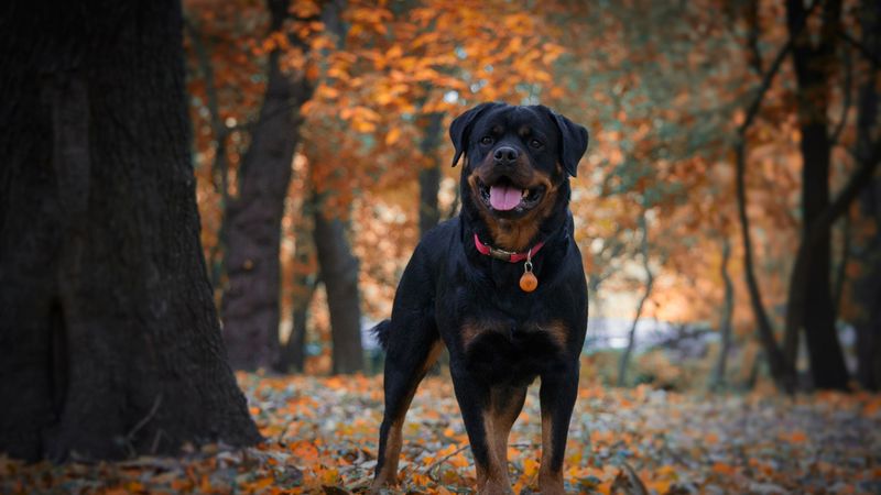Rottweiler