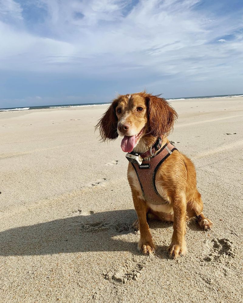 Cocker Spaniel