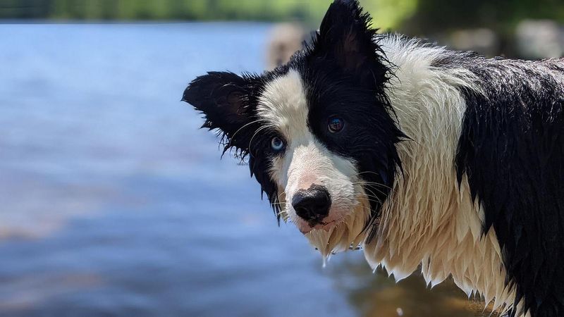 Border Collie