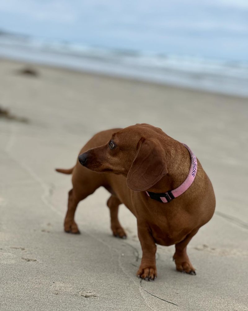 Dachshund: The Beach Burrower