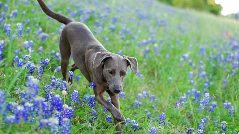 Blue Lacy: Texas' Homegrown Hero