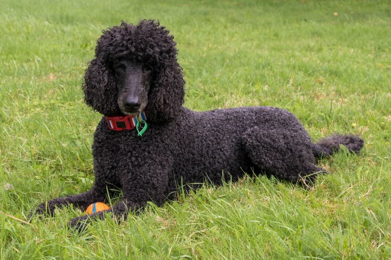 Standard Poodle: The Allergy-Friendly Intellectual