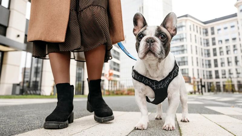 French Bulldog: Downtown Apartment Royalty