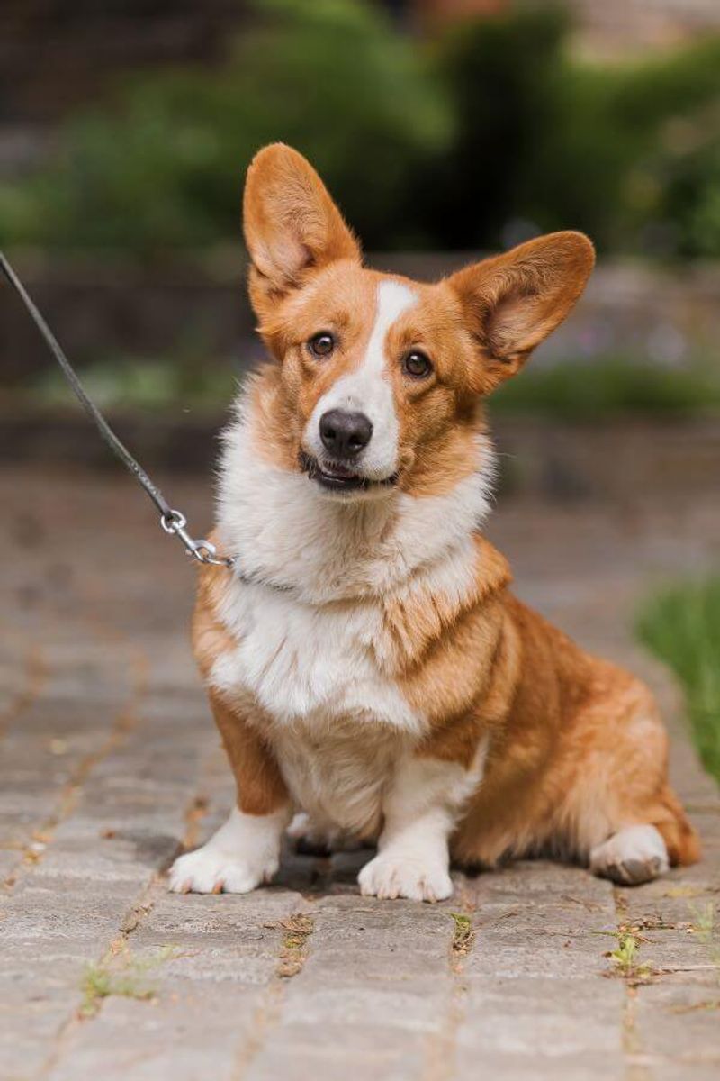 Pembroke Welsh Corgi: The Short-Legged Dynamo