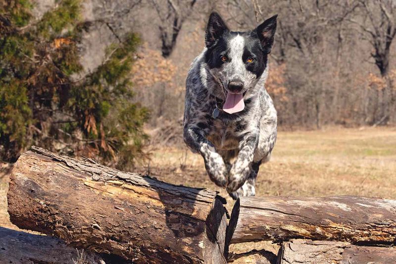 Texas Heeler