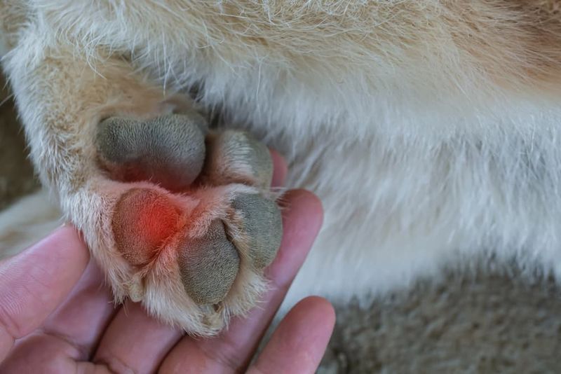 Check For Signs Of Paw Burns