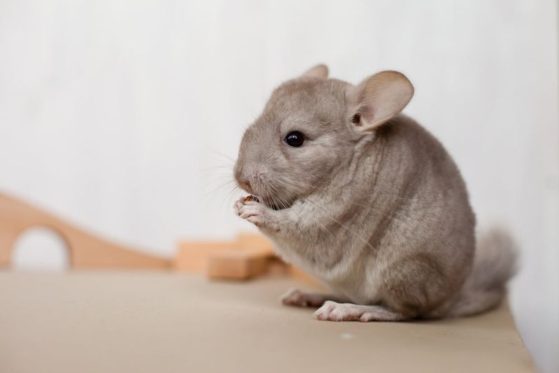Chinchilla