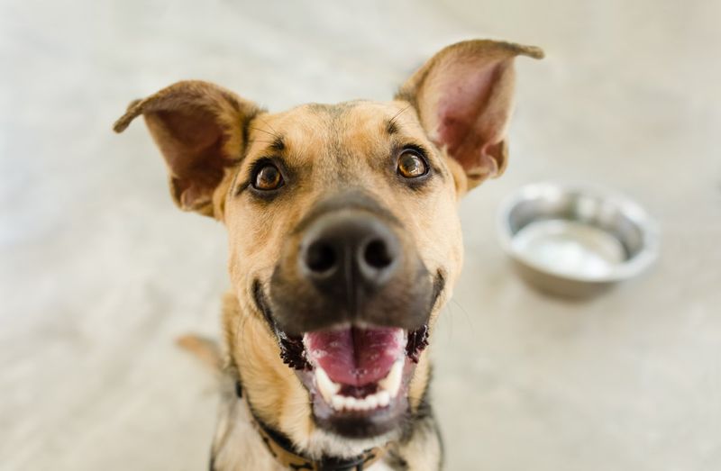 Tail-Wagging Response to