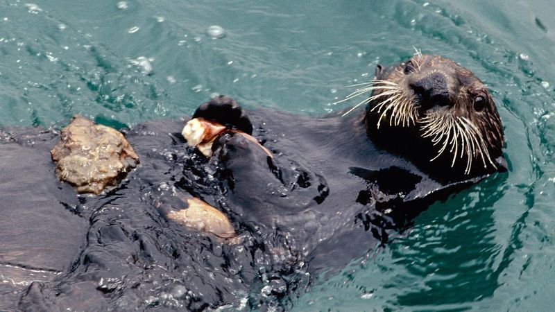 Tool Users of the Sea: Why Otters Are Smarter Than You Think