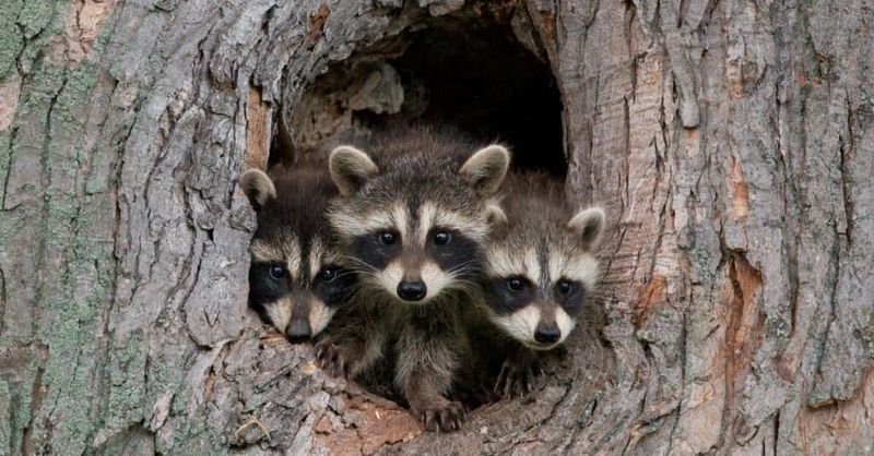 Baby Raccoons