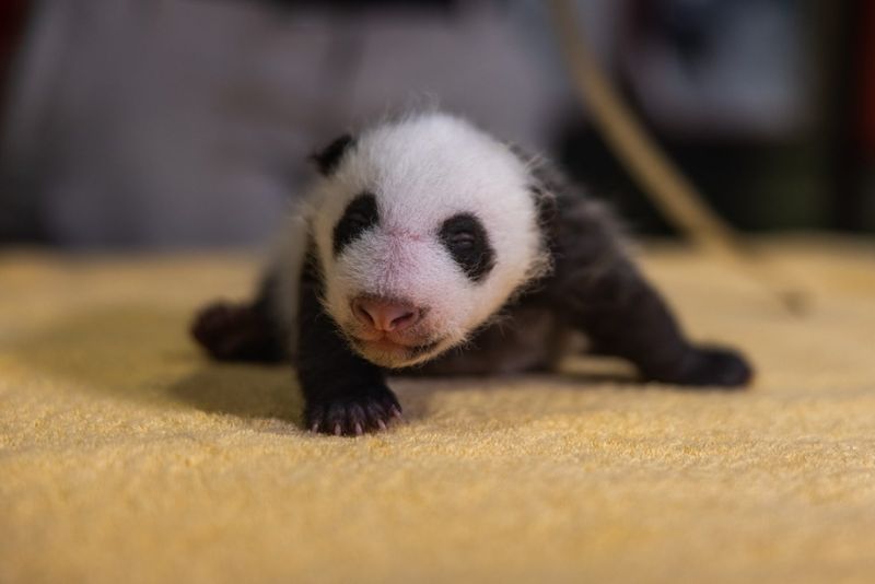 Baby Pandas