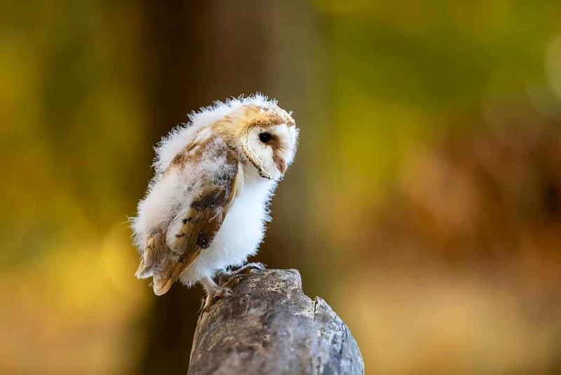 Baby Owls