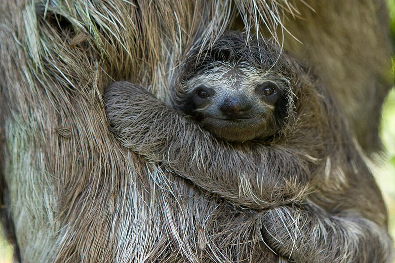 Baby Sloths