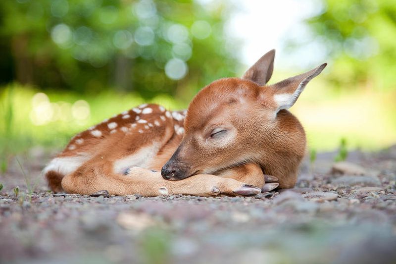 Baby Deer (Fawns)
