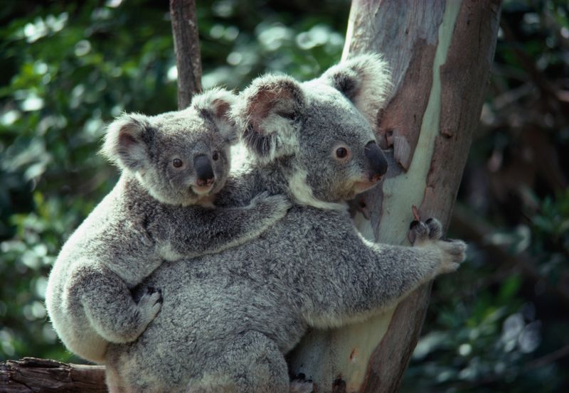 Baby Koalas