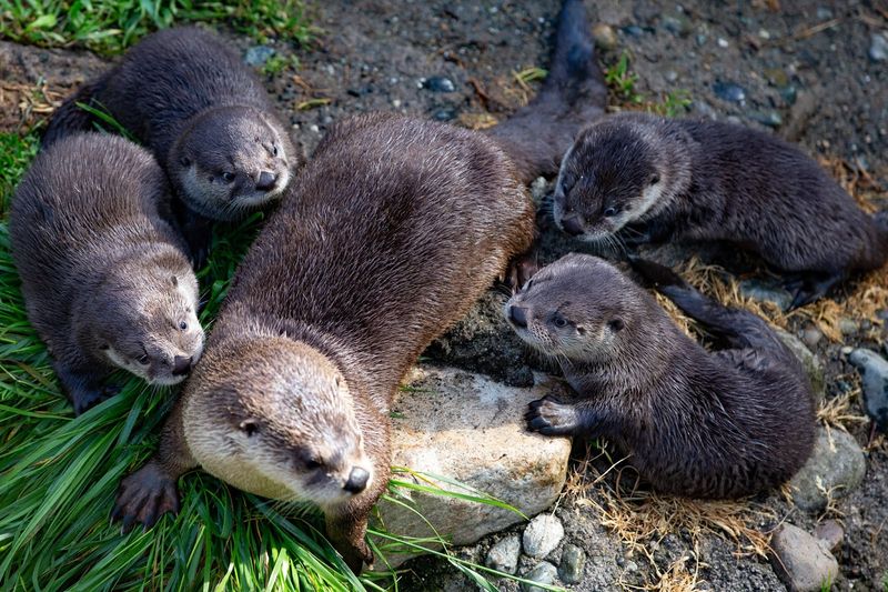 Baby River Otters