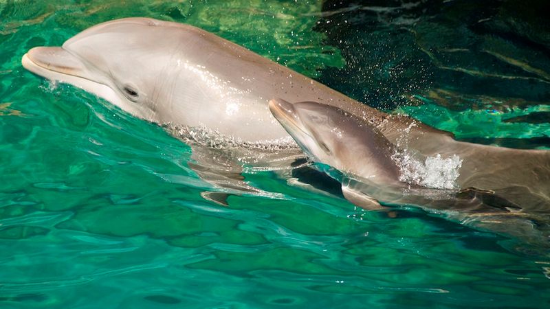 Baby Dolphins