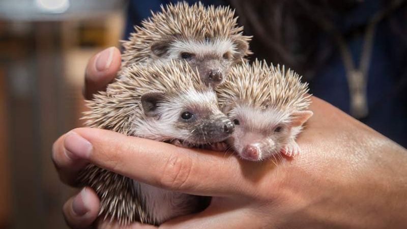 Baby Hedgehogs