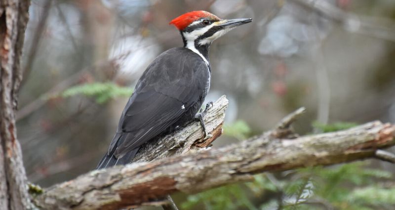 Ivory-billed Woodpecker - Lord God Bird