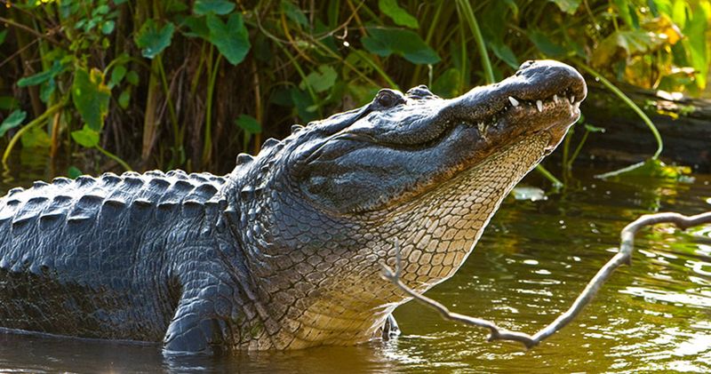 American Alligator: The Swamp King's Comeback