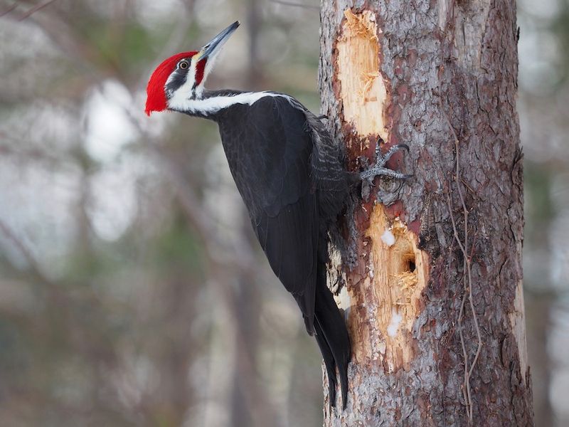 Pileated Woodpecker
